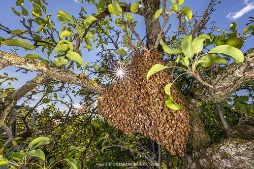 Apis mellifera – Westliche Honigbiene