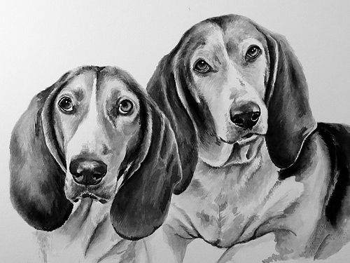 Black and white ink drawing of two French Basset hounds facing forward with long ears and expressive eyes