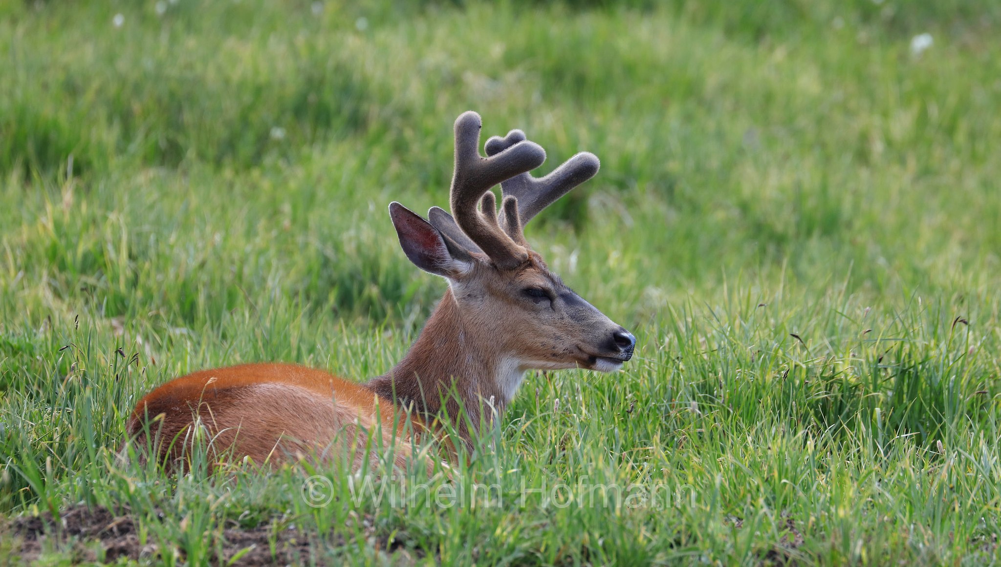 Odocoileus hemionus columbianus, Columbian black-tailed deer, Columbia-Schwarzwedelhirsch, cervo dalla coda nera, Hurricane Ridge, Olympic National Park, Olympic-Nationalpark, Olympic-Nationalpark, Washington, USA