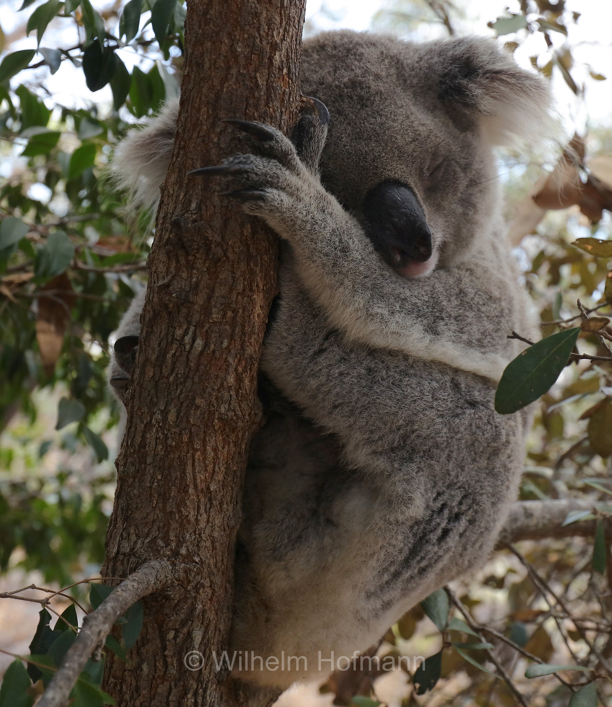 Phascolarctos cinereus, koala, Koala, Beutelbär, Koalabär, koala, coala, fascolarto, Forts Walking Track, Magnetic Island, Queensland, Australia, Australien