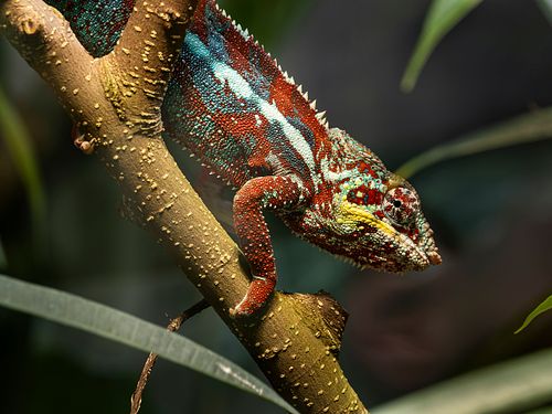 Im Tierpark Dählhölzli