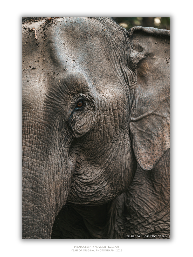 THE ONE - WILDLIFE & NATURE - "This Close" - LIMITED EDITION 3 of 5