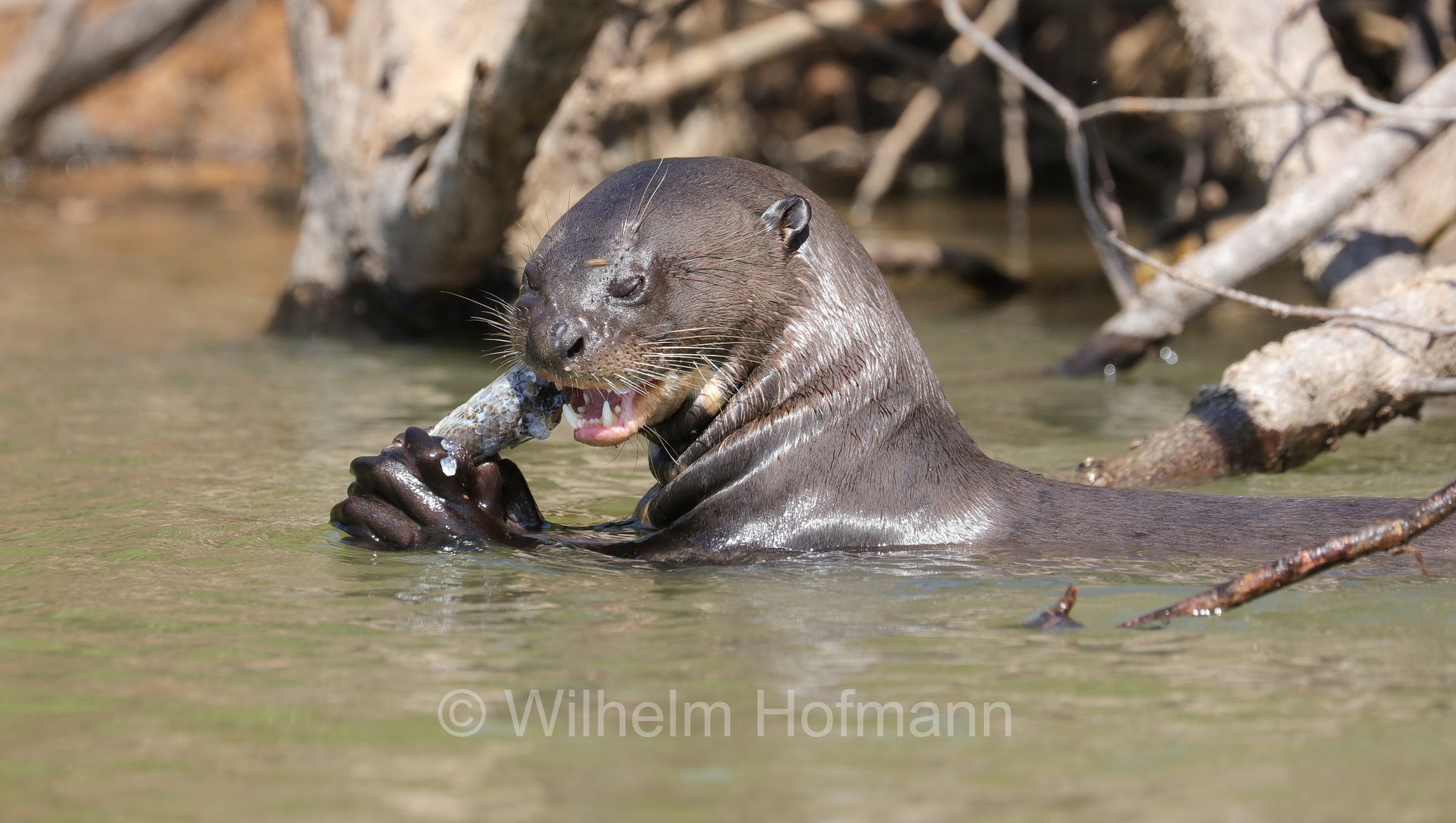 giant river otter, giant otter, Riesenotter, lontra gigante, lontra gigante del Brasile, Pteronura brasiliensis, Parque Estadual Encontro das Águas, Pantanal, Mato Grosso, Brazil, Brasil, Brasile, Brasilien