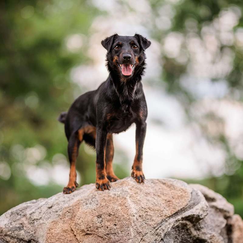 Embark 5: Up Ups