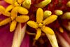 Pretty Flowers