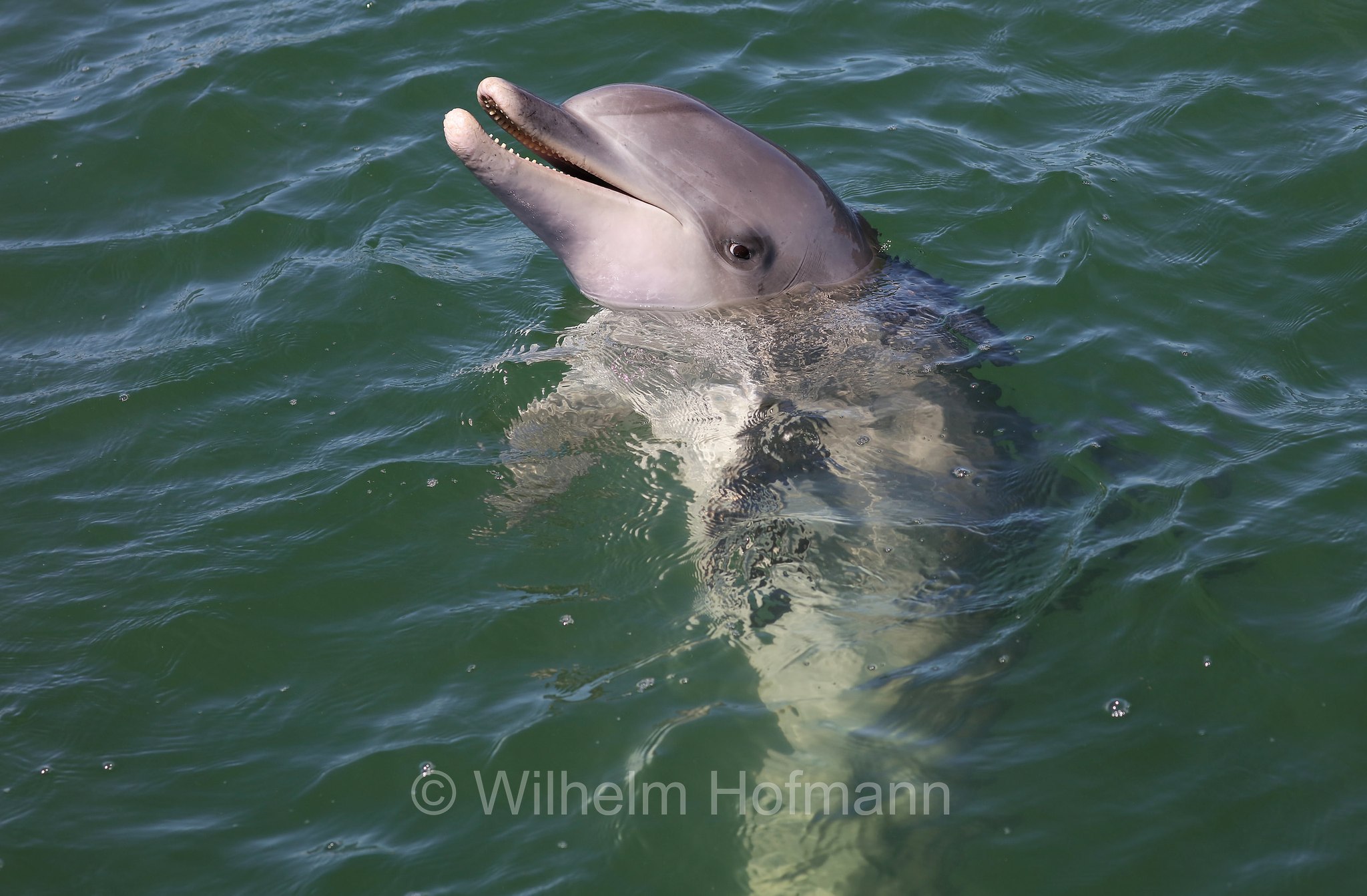 common bottlenose dolphin, Atlantic bottlenose dolphin, Großer Tümmler, Gewöhnlicher Großer Tümmler, tursìope comune, Tursiops truncatus, Whyalla Marina, Eyre Peninsula, Eyre-Halbinsel, Penisola di Eyre, South Australia, Südaustralien, Australia Meridionale, Australia, Australien