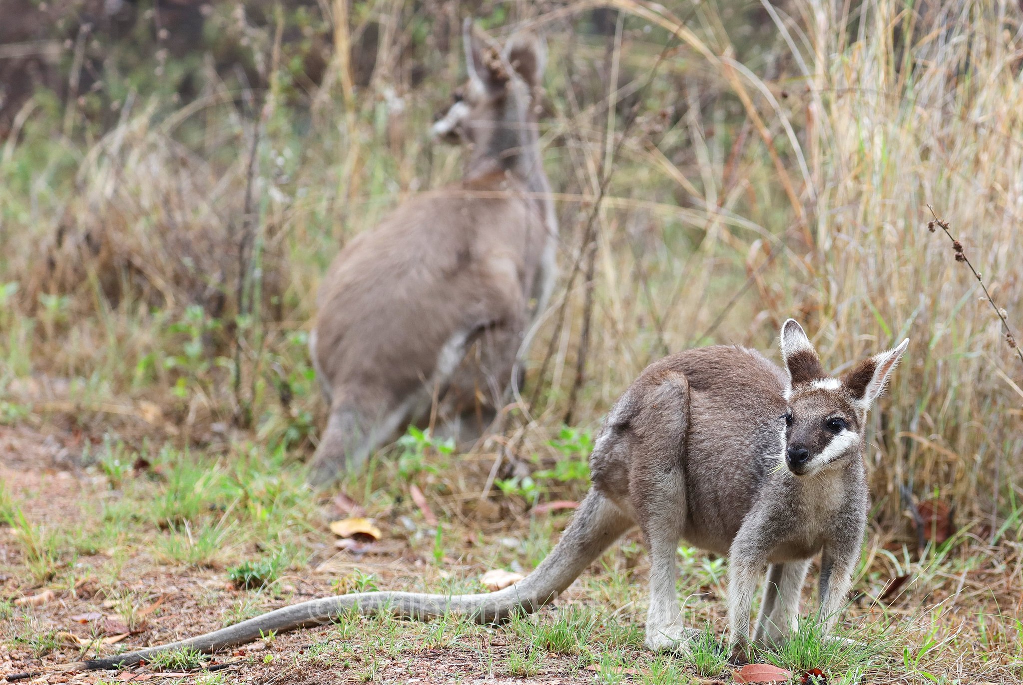 Notamacropus parryi, whiptail wallaby, pretty-faced wallaby, Hübschgesichtwallaby, wallaby di Parry, Bluff Walk, Undara Volcanic National Park, Undara-Volcanic-Nationalpark, parco nazionale Undara Volcanic, Queensland, Australia, Australien
