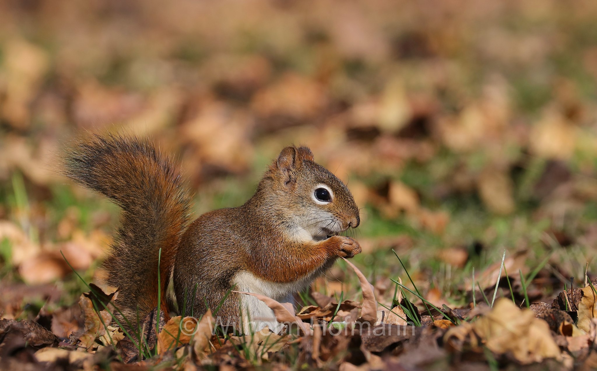 Tamiasciurus hudsonicus, American red squirrel, pine squirrel, piney squirrel, North American red squirrel, chickaree, boomer, red squirrel, Gemeines Rothörnchen, scoiattolo rosso nordamericano, Kildonan Park, Winnipeg, Manitoba, Canada, Kanada