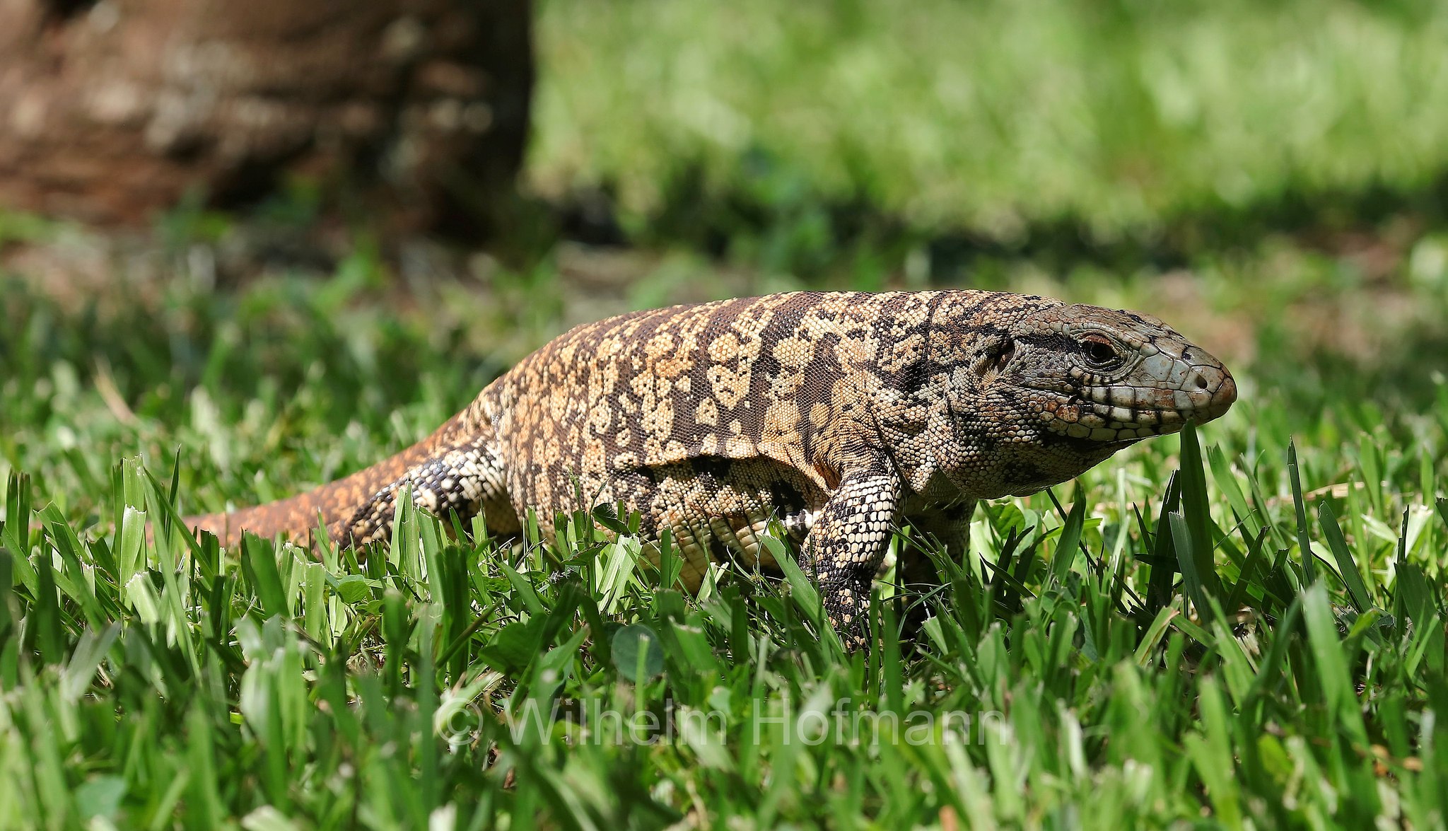 Argentine black and white tegu, Argentine giant tegu, black and white tegu, blue tegu, huge tegu, Schwarzweißer Teju, tegu argentino bianco e nero, tegu gigante argentino, lagarto overo, Salvator merianae, Iguazú National Park, Nationalpark Iguazú, Parco nazionale dell'Iguazú, Misiones, Argentina, Argentinien