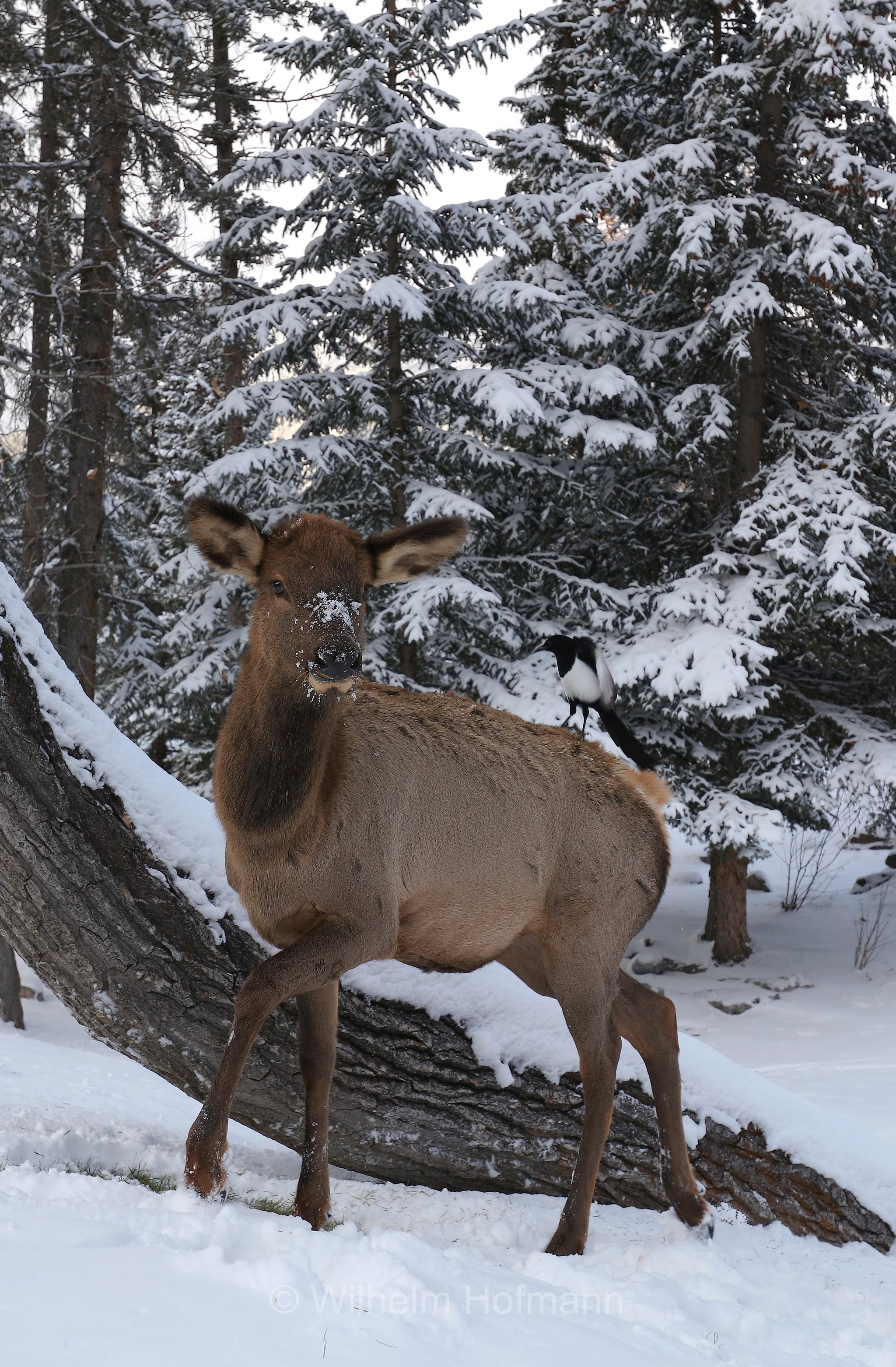 Cervus canadensis, wapiti, Wapiti, Wapiti-Hirsch, vapiti, Fairmont Banff Springs Hotel, Banff National Park, Banff-Nationalpark, Parco nazionale Banff, Alberta, Canada, Kanada