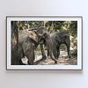 COLLECTION - GIANTS OF THE LAND HORIZONTAL - "Side by Side" - LIMITED EDITION 10 of 10