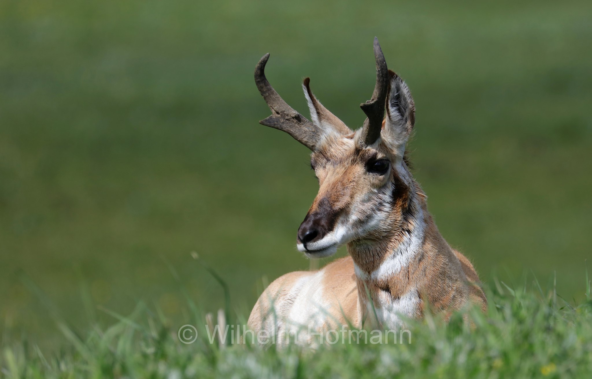 Antilocapra americana, pronghorn, American antelope, prong buck, pronghorn antelope, prairie antelope, Gabelbock, Gabelhornantilope, Gabelantilope, Gabelhorntier, Pronghorn, antilocapra, Lamar Valley, Yellowstone National Park, Yellowstone-Nationalpark﻿, parco nazionale di Yellowstone, Wyoming, USA