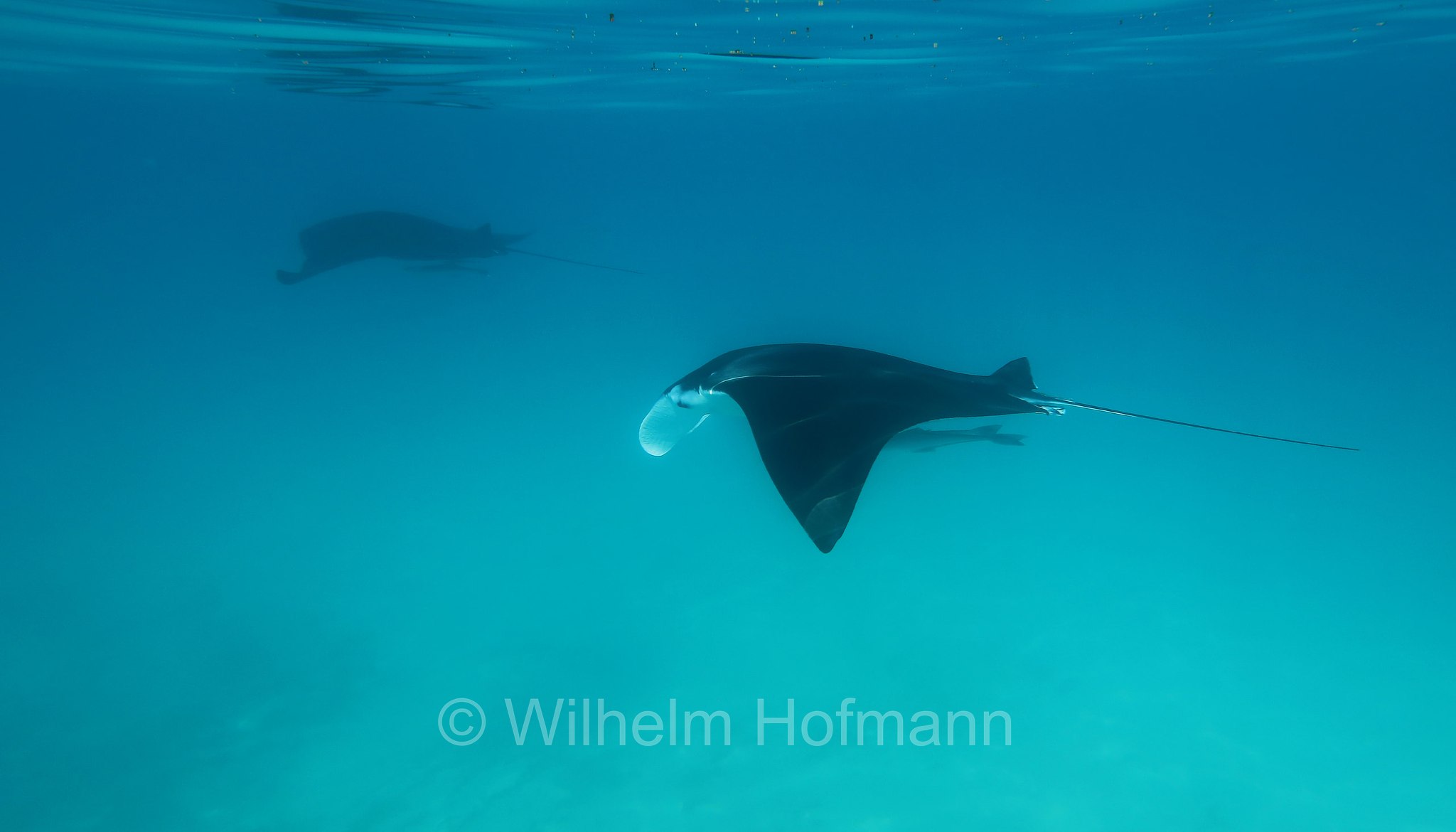 reef manta ray, Riffmanta, manta della barriera corallina, Mobula alfredi, Manta alfredi, Ningaloo Coast, Ningaloo Marine Park, Ningaloo Commonwealth Marine Reserve, Costa di Ningaloo, Western Australia, Westaustralien, Australia Occidentale, Australia, Australien