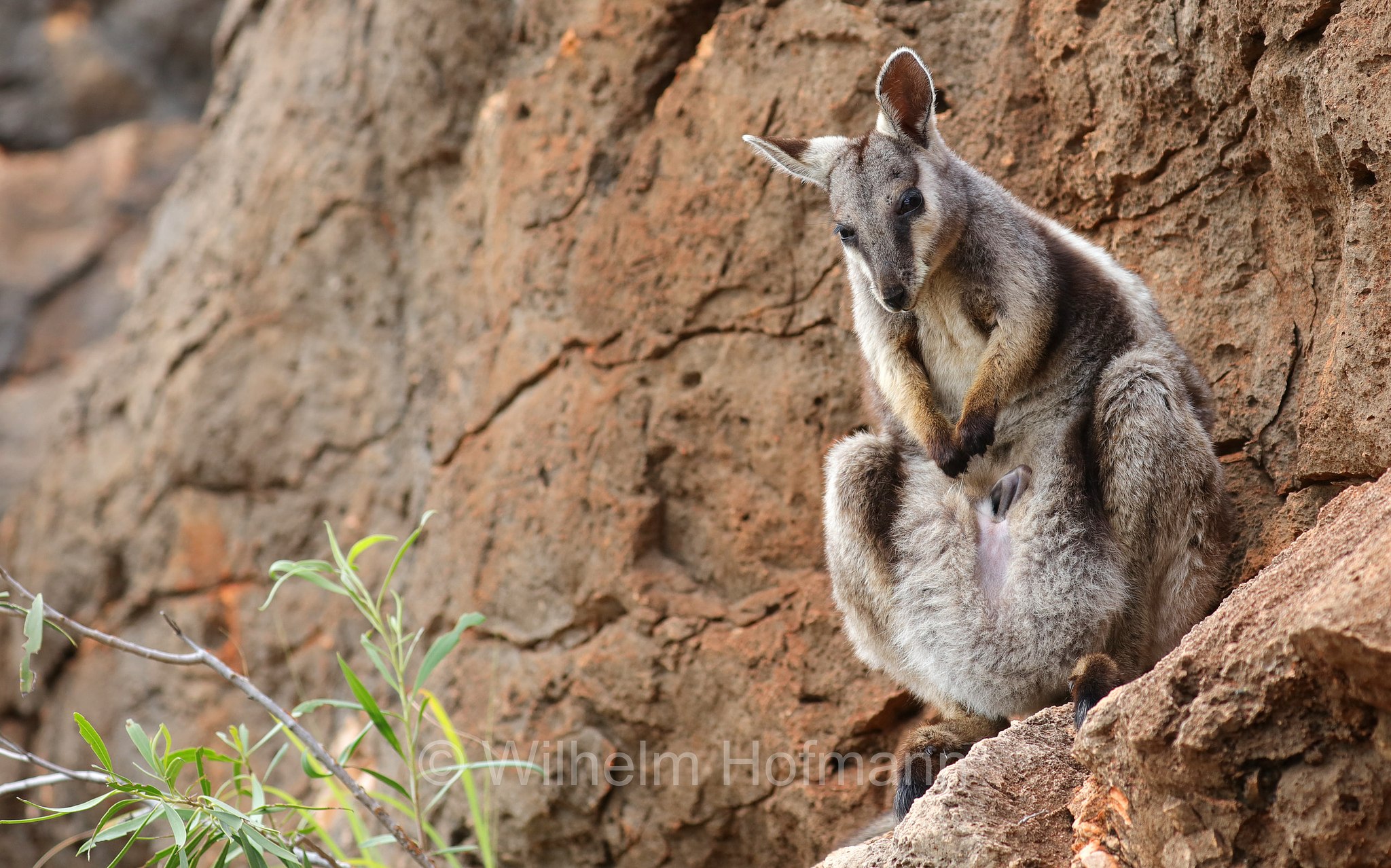Petrogale lateralis, ﻿black-flanked rock-wallaby, black-footed rock-wallaby, warru, Schwarzpfoten-Felskänguru, wallaby delle rocce dai fianchi neri, wallaby delle rocce dai piedi neri, warru, Mandu Mandu Gorge, Cape Range National Park, Cape-Range-Nationalpark, Western Australia, Westaustralien, Australia Occidentale, Australia, Australien