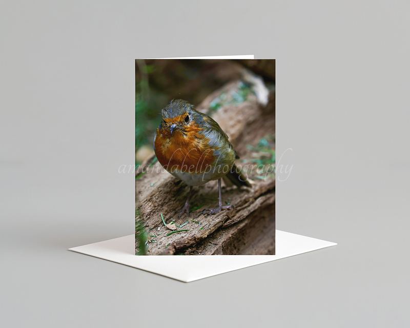 Robin Card Pack
