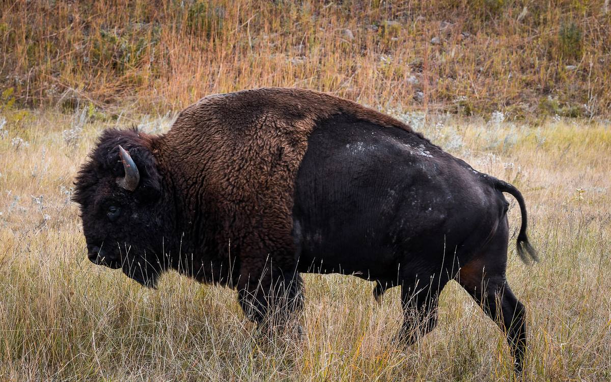 American Bison (Tatanka) in Fall Prairie &ndash; Custer State Park,