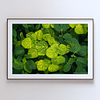 THE ONE - WILDLIFE & NATURE - "Golden Abutilon" - LIMITED EDITION 5 of 5