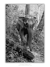 COLLECTION - GIANTS OF THE LAND VERTICAL - "Fallen Log" - LIMITED EDITION 5 of 5