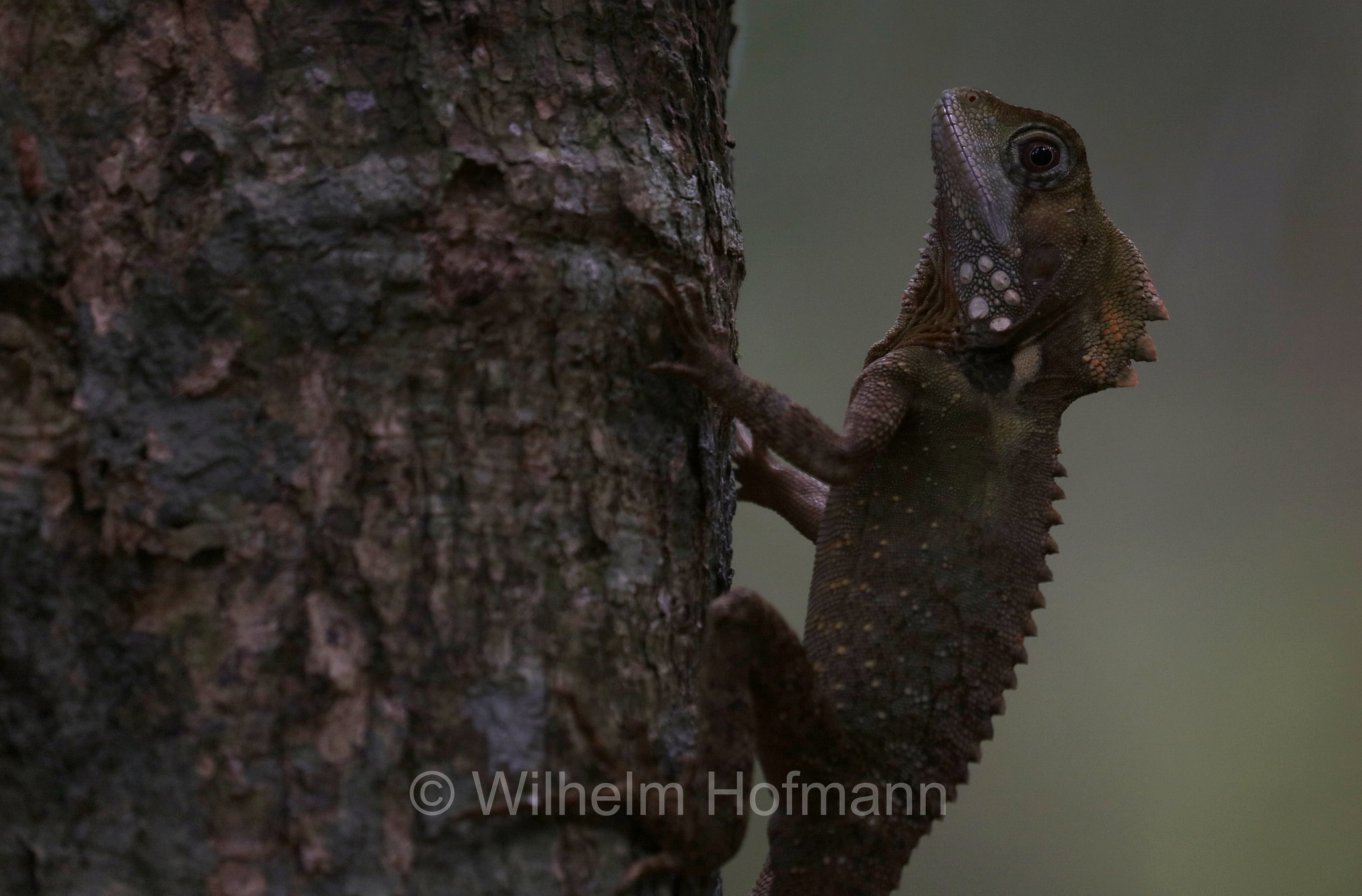 Lophosaurus boydii, Boyd's forest dragon, Boyds Winkelkopfagame, Boyds Walddrache, drago della foresta di Boyd, Malanda Falls Park, Queensland, Australia, Australien