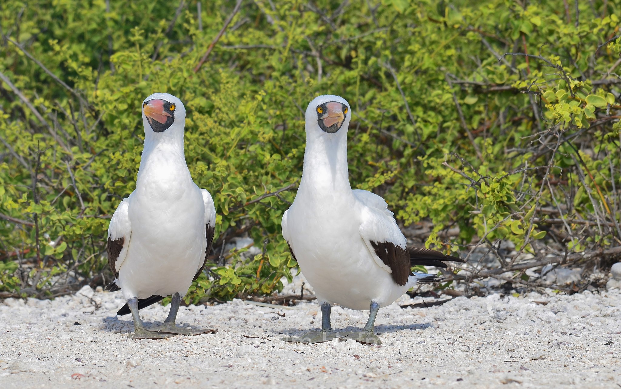 Nazca booby, Nazcatölpel, sula di Nazca, Sula granti, Genovesa Island, Genovesa, Galápagos Islands, Galápagos, Galapagosinseln, Ecuador