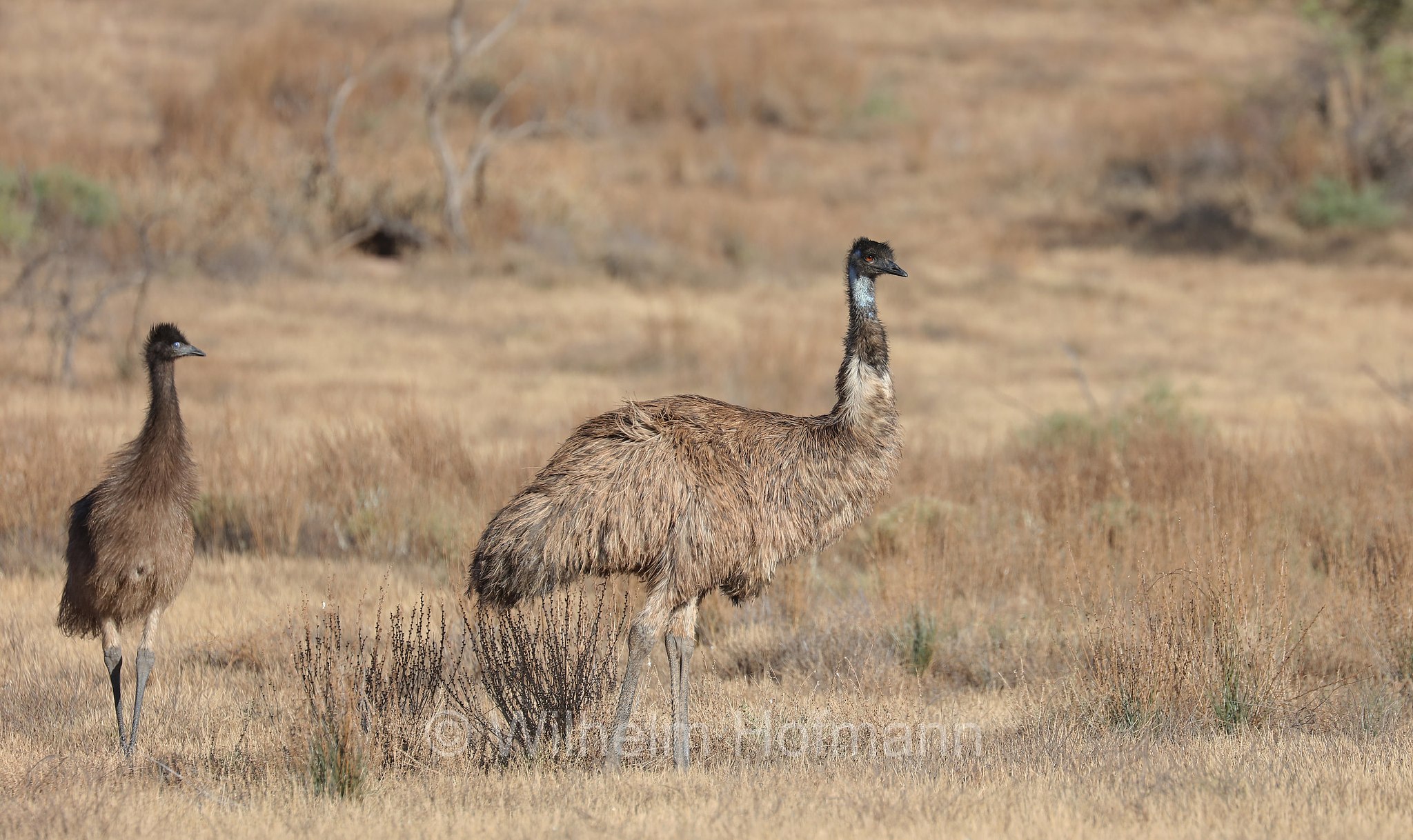 emu, Großer Emu, emù, Dromaius novaehollandiae, Brachina Gorge Road, Ikara–Flinders Ranges National Park, Ikara-Flinderskette-Nationalpark, parco nazionale Monti Flinders, South Australia, Südaustralien, Australia Meridionale, Australia, Australien