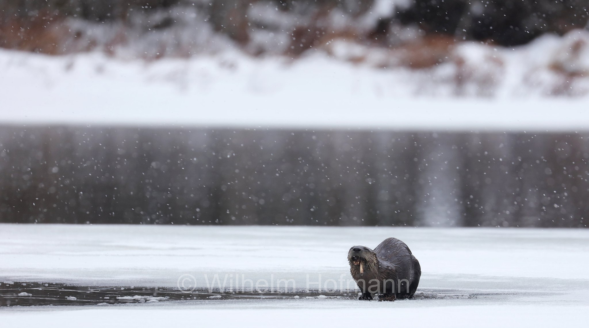 Lontra canadensis, North American river otter, northern river otter, river otter, Nordamerikanische Fischotter, lontra canadese, Tanamakoon Lake, Algonquin Provincial Park, Parco provinciale di Algonquin, Ontario, Canada, Kanada