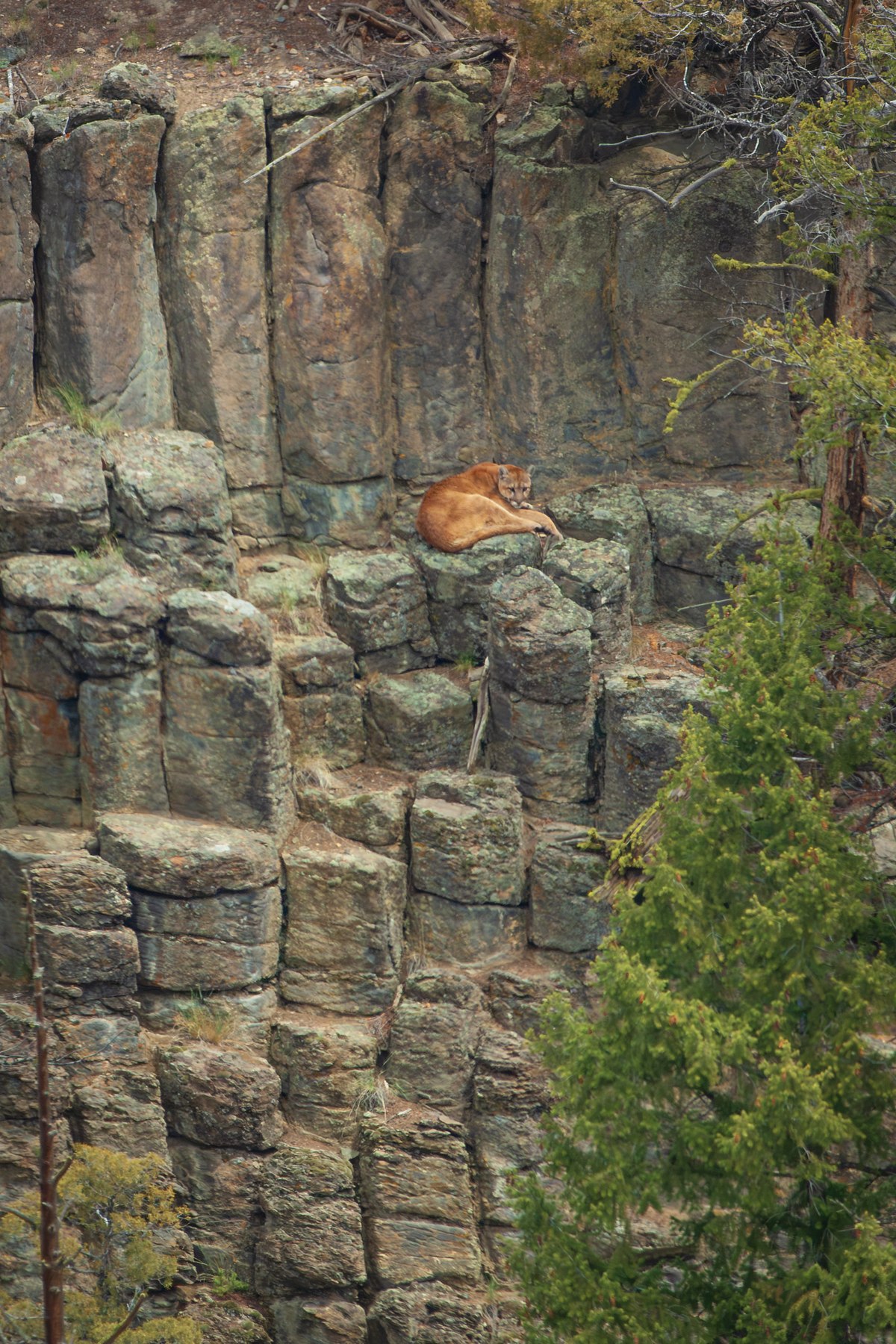 Lion-on-Basalt