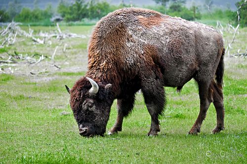 Bison