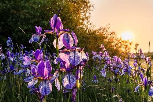 Iris sibirica - Siberian Iris