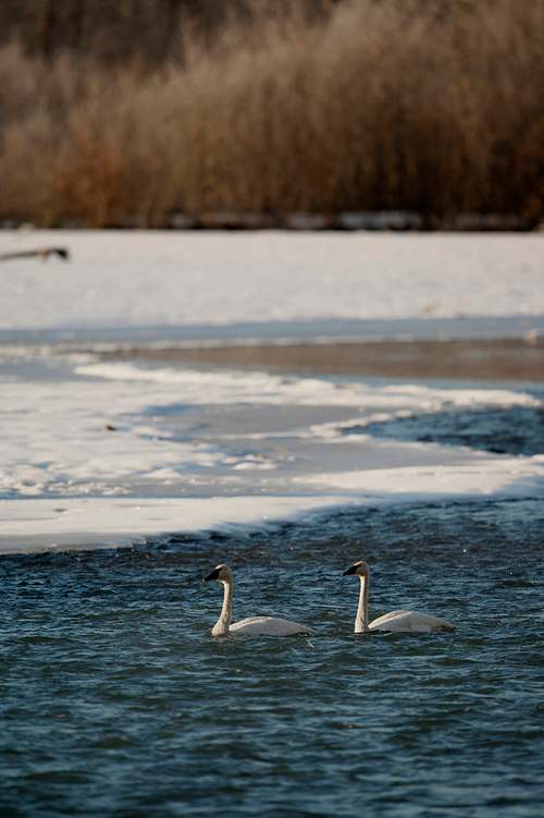 swan