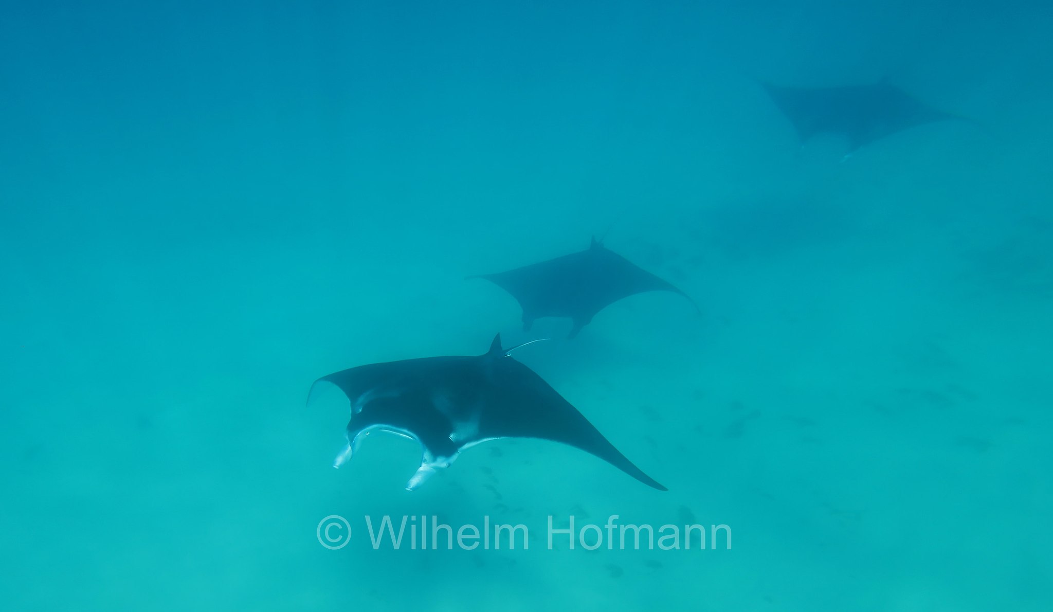 reef manta ray, Riffmanta, manta della barriera corallina, Mobula alfredi, Manta alfredi, Ningaloo Coast, Ningaloo Marine Park, Ningaloo Commonwealth Marine Reserve, Costa di Ningaloo, Western Australia, Westaustralien, Australia Occidentale, Australia, Australien