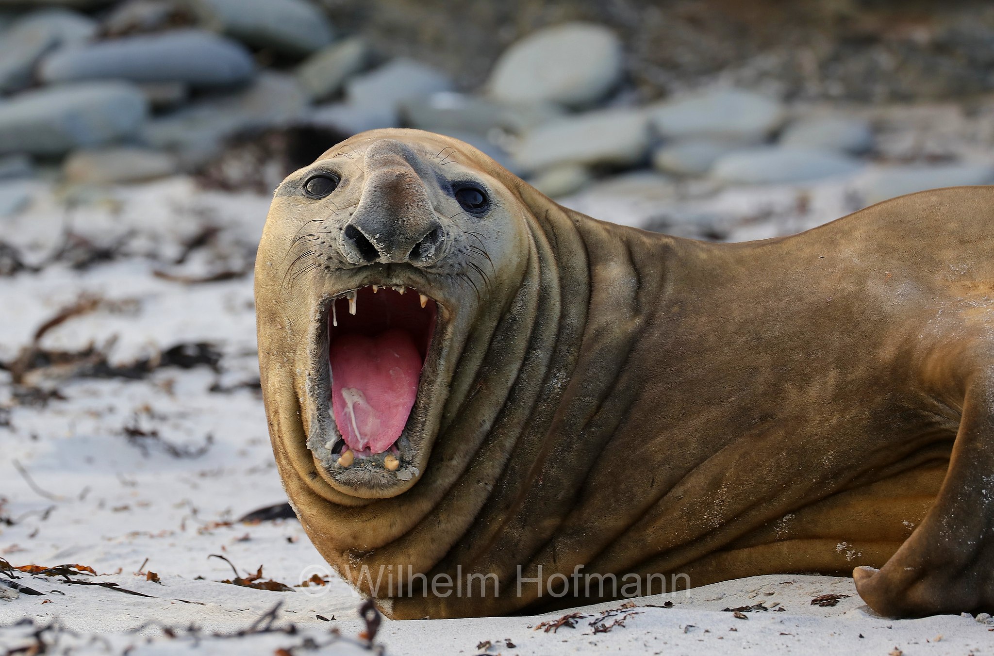 southern elephant seal, Südlicher See-Elefant, elefante marino meridionale, Mirounga leonina, Sealion Island, Sea Lion Island, Isla de los Leones Marinos, Falkland Islands, Falklandinseln, Isole Falkland