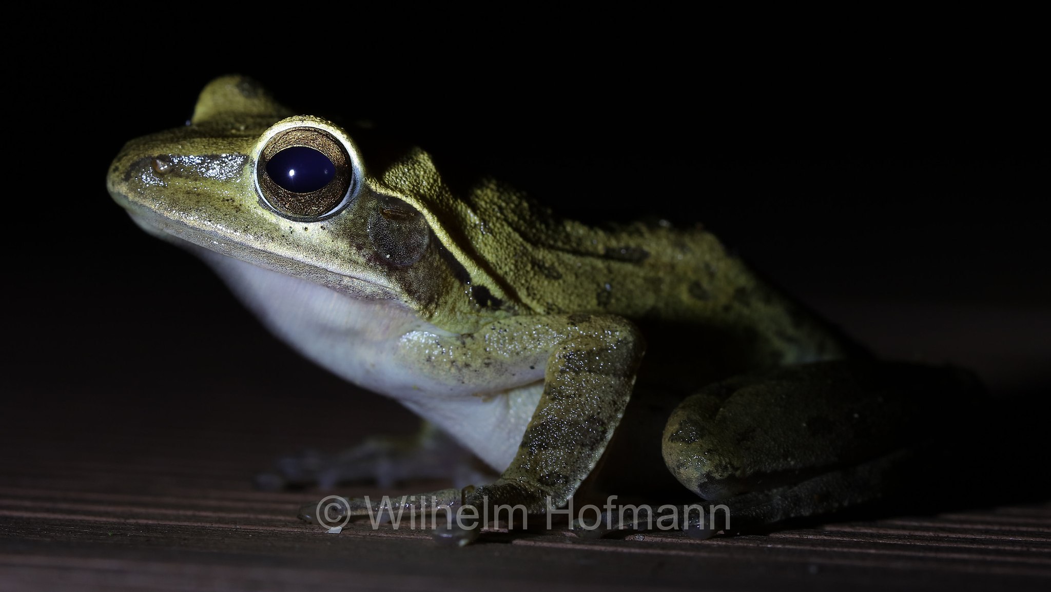 Chunam tree frog, Indian tree frog, Chunam Laubfrosch, Indischer Laubfrosch, rana arboricola indiana, Polypedates maculatus, Sri Lanka, Southern Province, Tissamaharama, Hambantota, Hambantota District