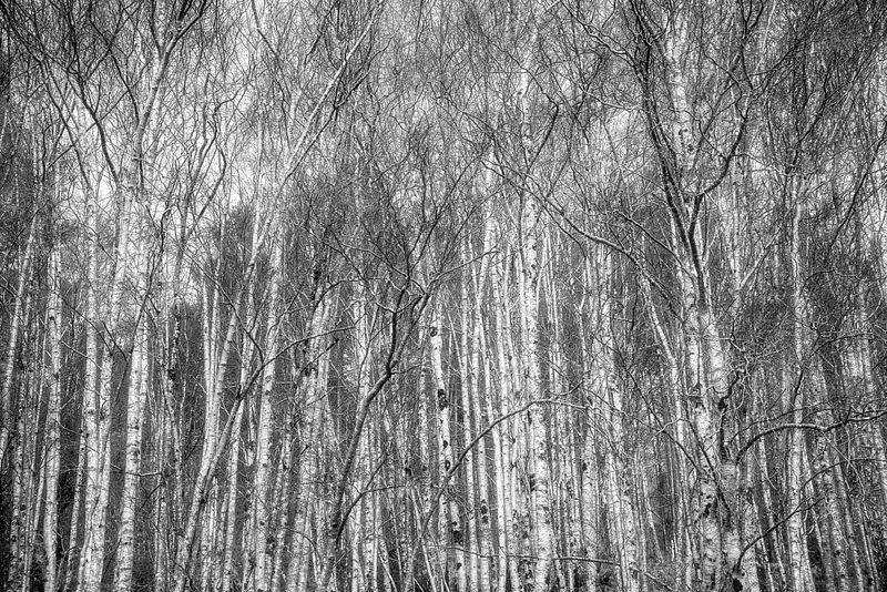 Black & White