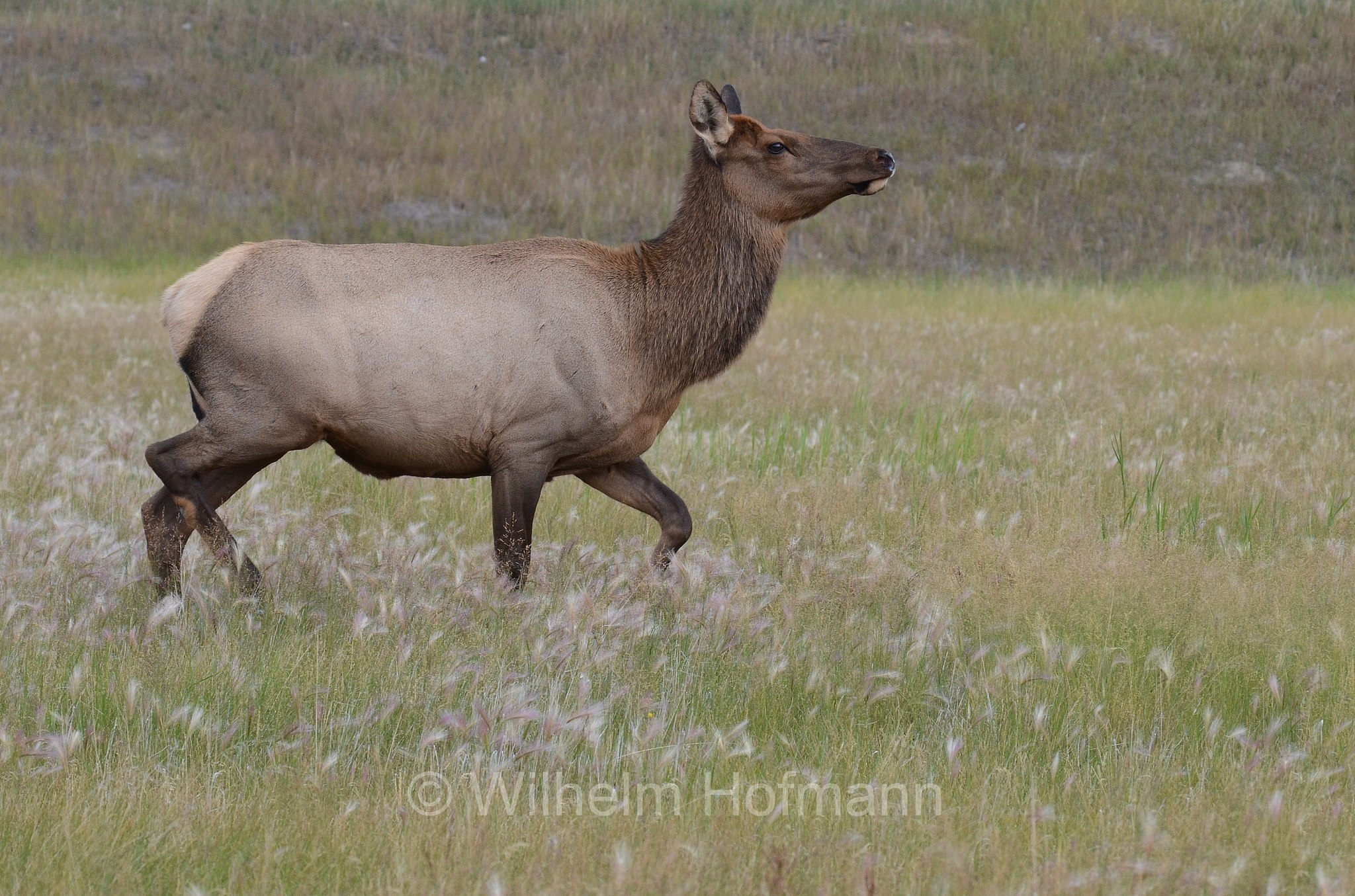 Cervus canadensis, wapiti, Wapiti, Wapiti-Hirsch, vapiti, Jasper National Park, Jasper-Nationalpark, Parco nazionale Jasper, Alberta, Canada, Kanada