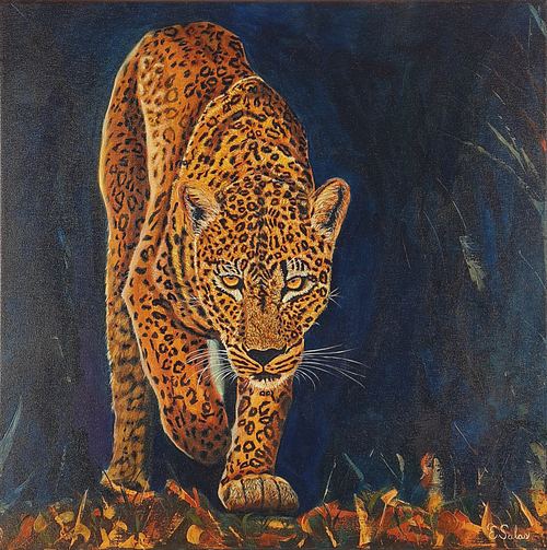 Cheetah, Swift Shadow