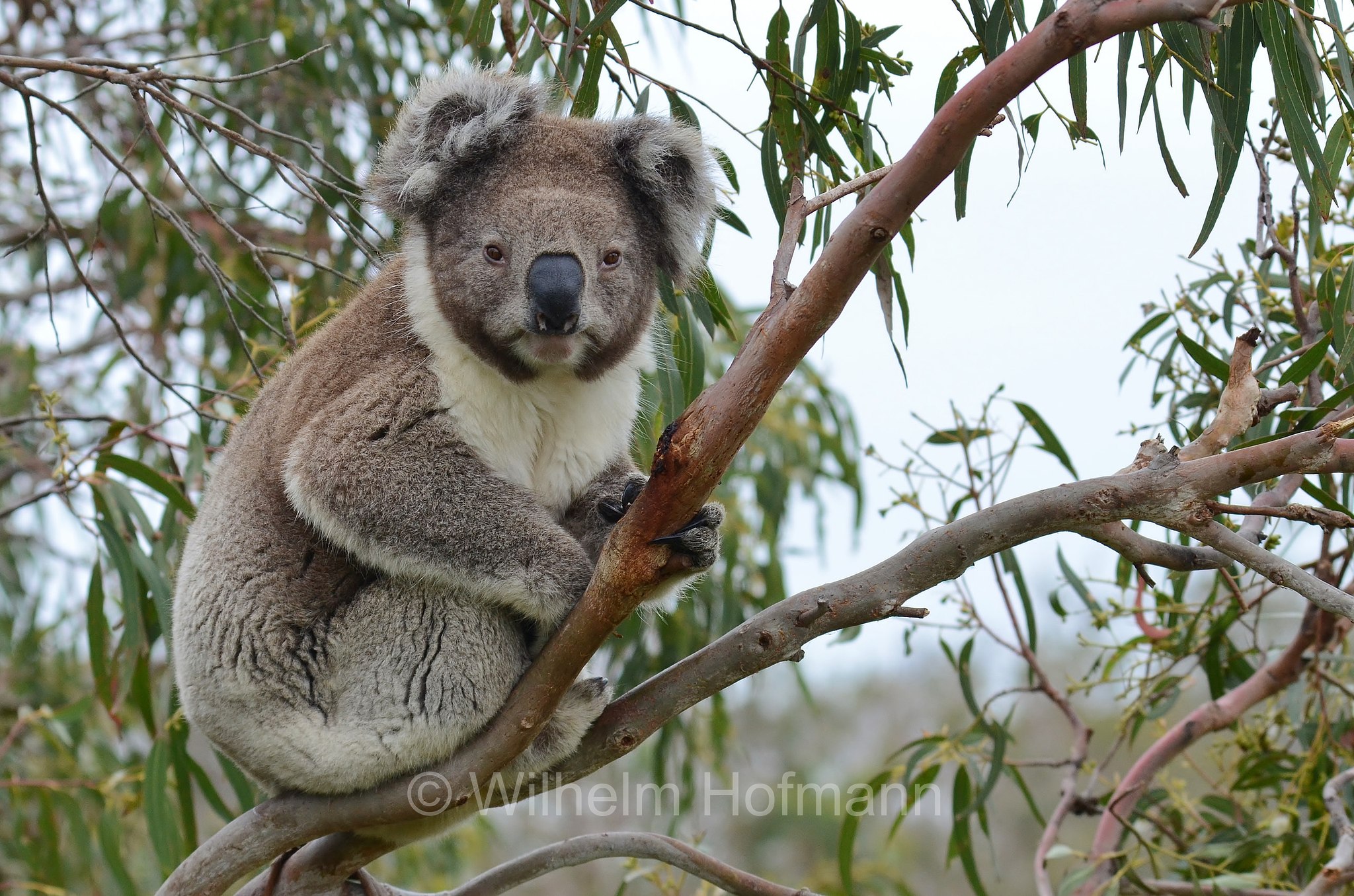 koala, Koala, Koalabär, Beutelbär, Lighthouse Road, Great Otway National Park, Great-Otway-Nationalpark, parco nazionale Great Otway, Victoria, Australia, Australien
