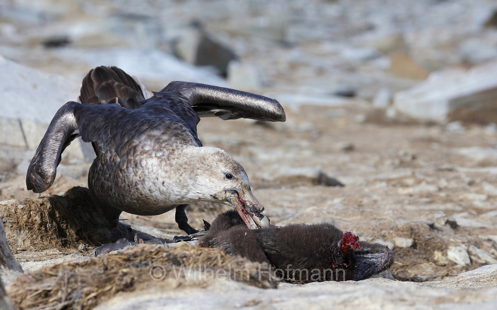 southern giant petrel, Antarctic giant petrel, giant fulmar, stinker, stinkpot, Riesensturmvogel, ossifraga del sud, Macronectes giganteus, Sealion Island, Sea Lion Island, Isla de los Leones Marinos, Falkland Islands, Falklandinseln, Isole Falkland