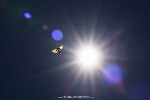 Iphiclides podalirius - Scarce Swallowtail