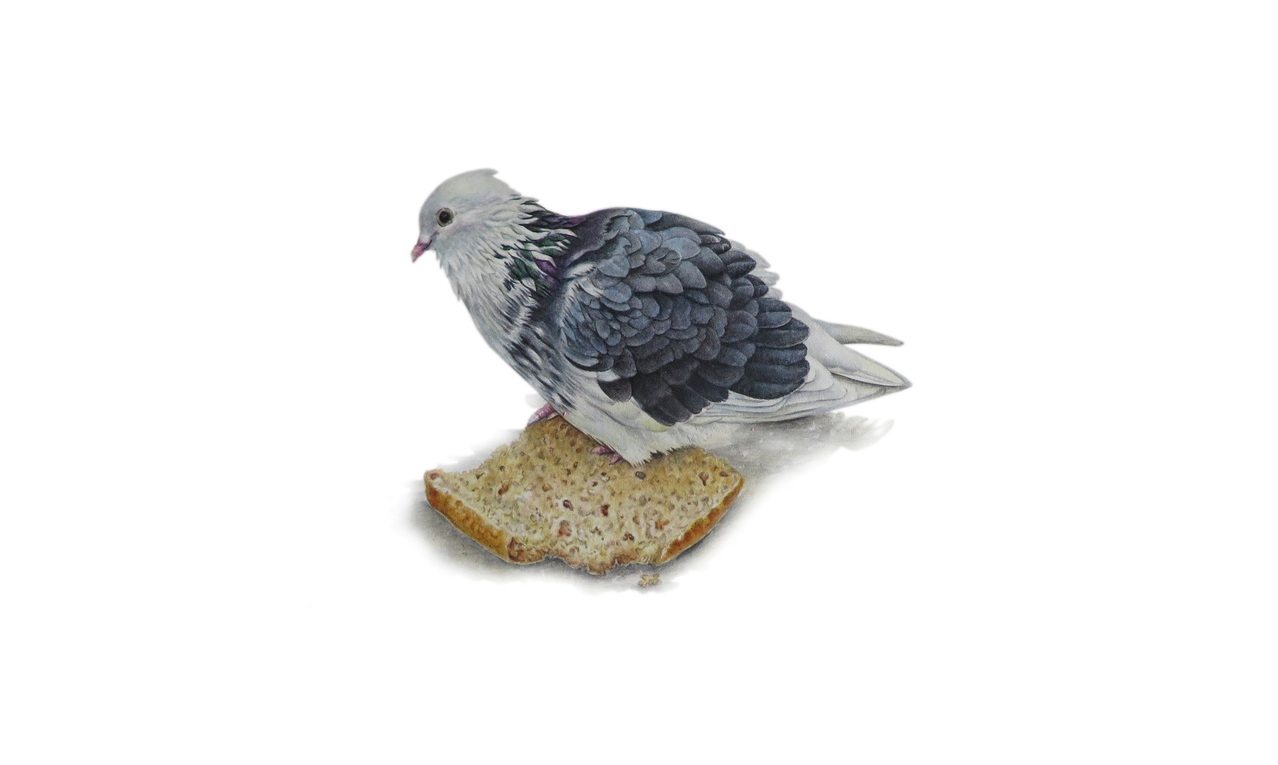 Birds and Animals