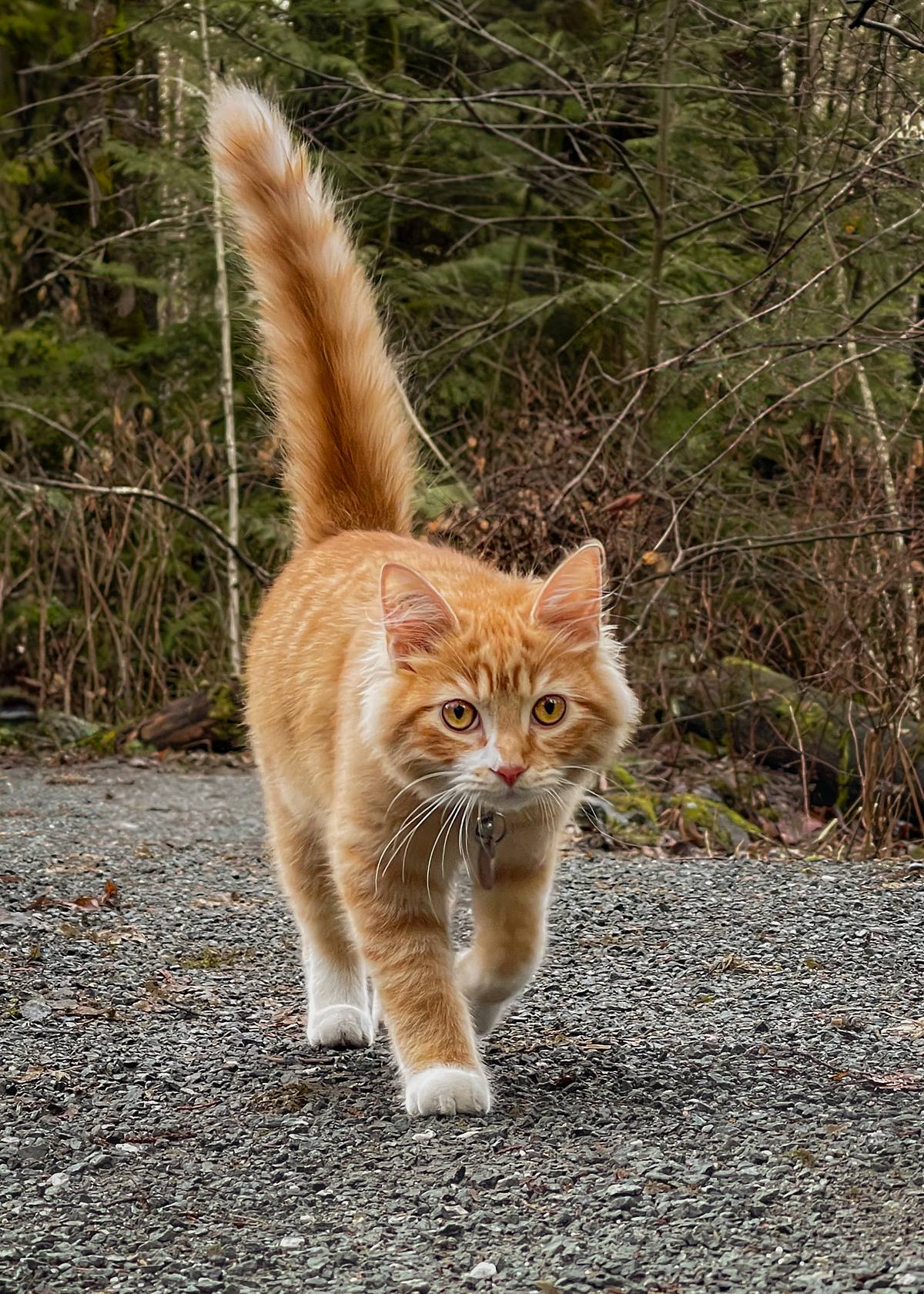 Orange cat at the park