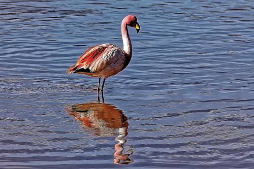 Flamands roses dans les lagunes Sud Lipez en Bolivie