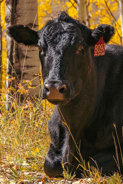 Curious Cow
