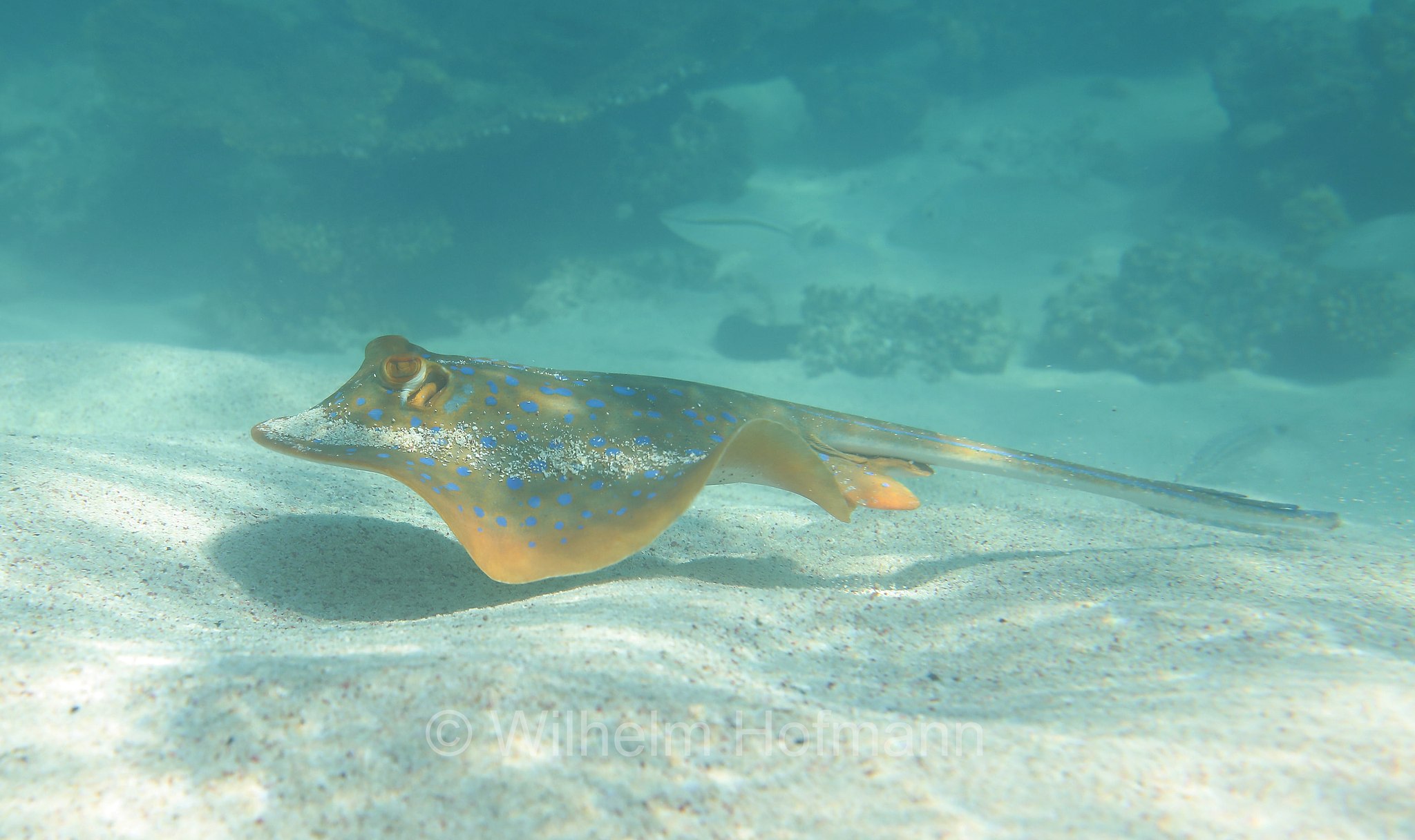 bluespotted ribbontail ray, Blaupunktrochen, pastinaca a macchie blu, trigone a macchie blu, Taeniura lymma, Five Fingers Reef, Ningaloo Coast, Ningaloo Marine Park, Ningaloo Commonwealth Marine Reserve, Costa di Ningaloo, Western Australia, Westaustralien, Australia Occidentale, Australia, Australien