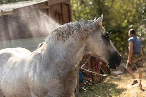 Portrait de profil de Portichju, cheval croisé espagnol et Percheron dans le Var