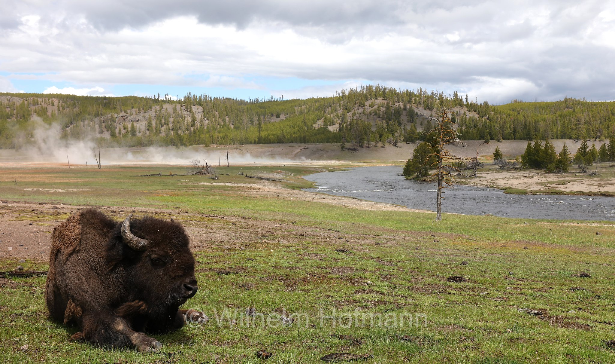 Plains bison, Präriebison, bisonte delle pianure, Bison bison bison, Yellowstone National Park, Yellowstone-Nationalpark﻿, parco nazionale di Yellowstone, Wyoming, USA