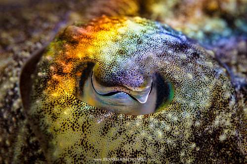 Sepia officinalis - Common cuttlefish