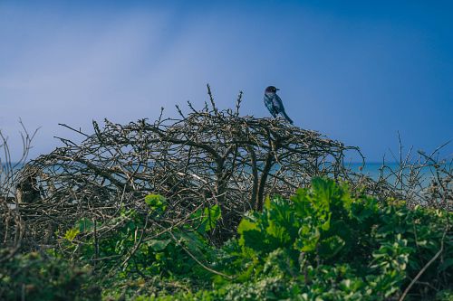 Bird in Tree