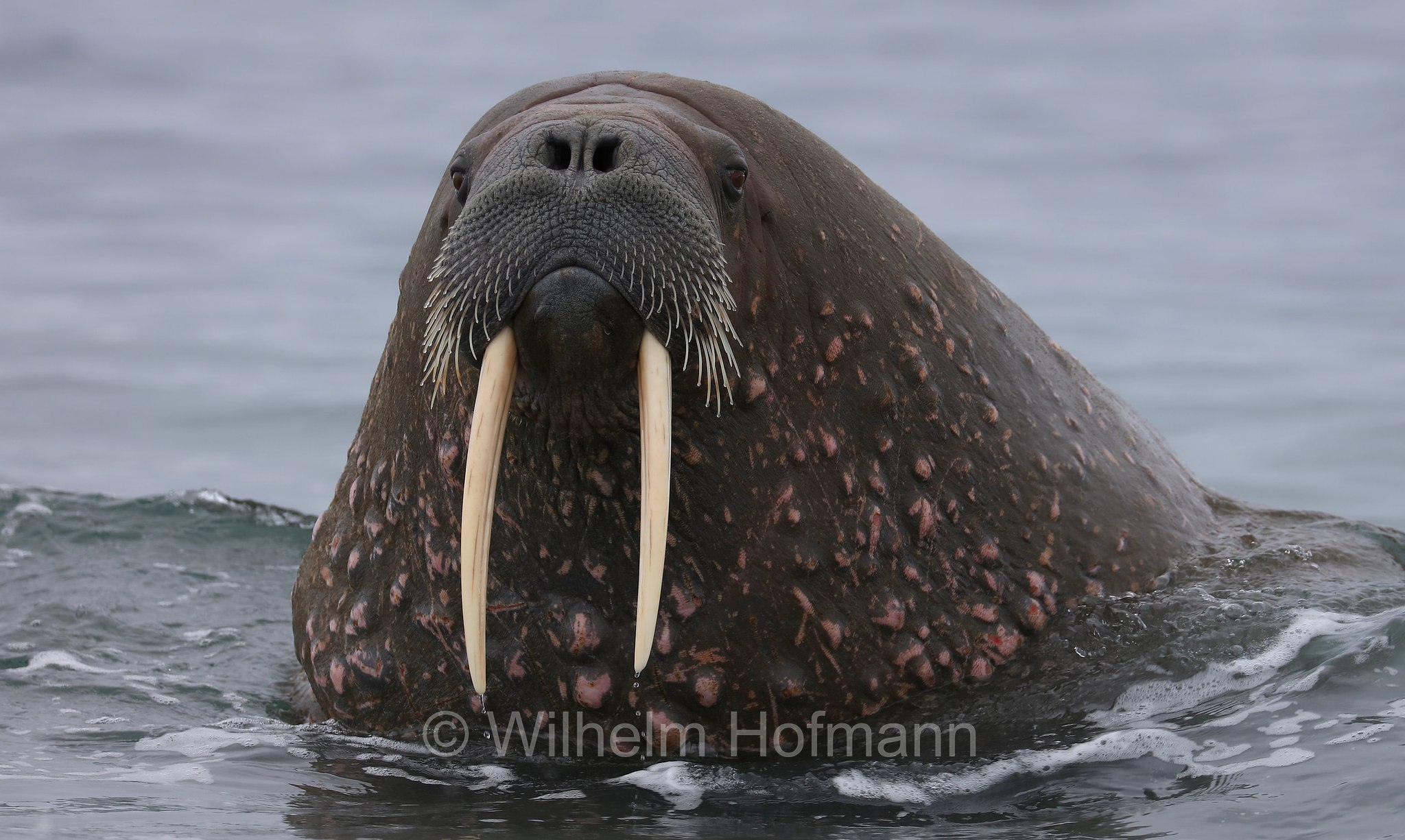 Odobenus rosmarus rosmarus, Atlantic walrus, Atlantisches Walross, tricheco dell'Atlantico, Forlandet National Park, Forlandet-Nationalpark, parco nazionale Forlandet, Prins Karls Forland, Prinz-Karl-Vorland, Svalbard, Spitzbergen, Norway, Norwegen, Norvegia