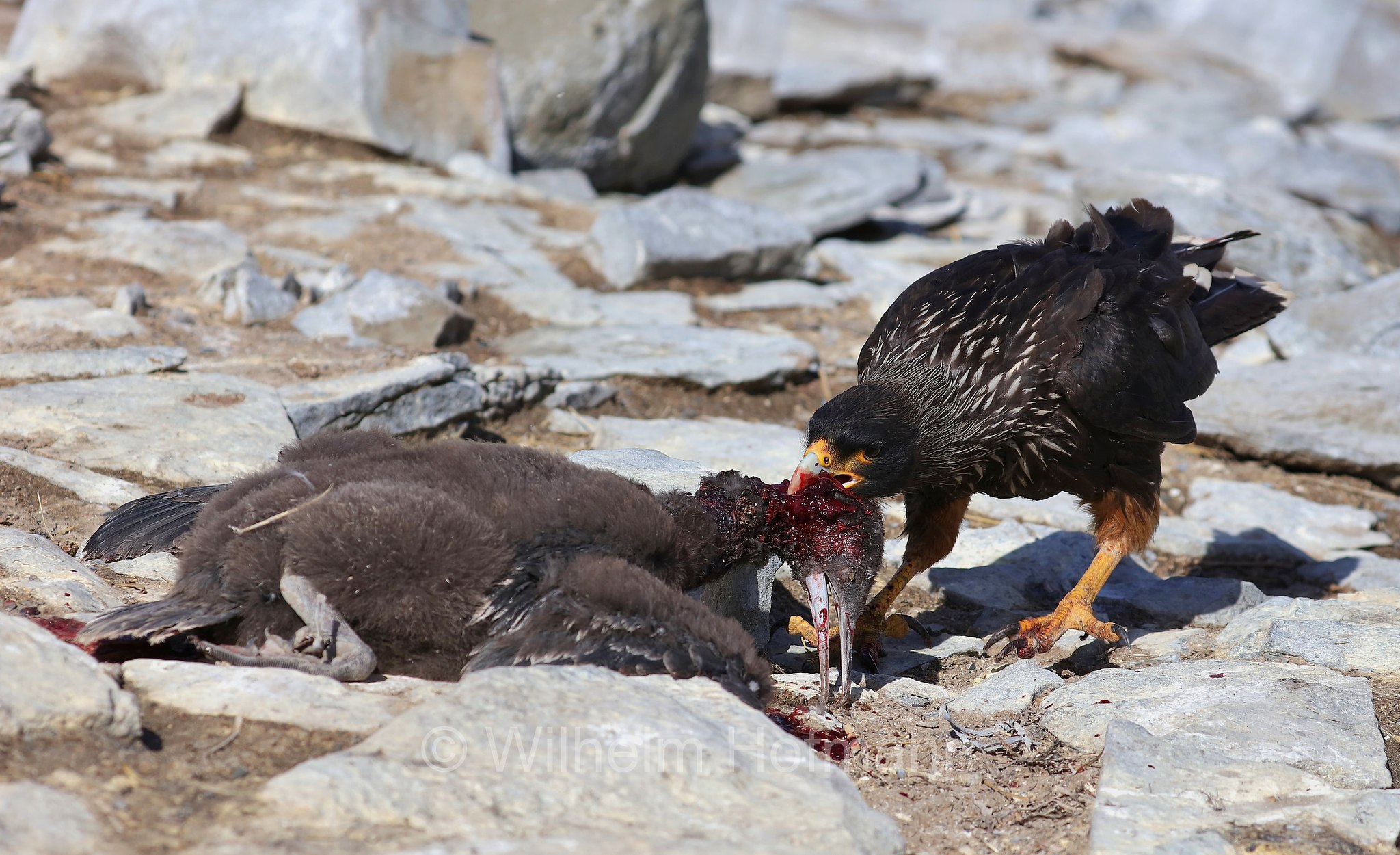 striated caracara, Forster's caracara, Johnny Rook, Falklandkarakara, caracara striato, Daptrius australis, Phalcoboenus australis, Sealion Island, Sea Lion Island, Isla de los Leones Marinos, Falkland Islands, Falklandinseln, Isole Falkland